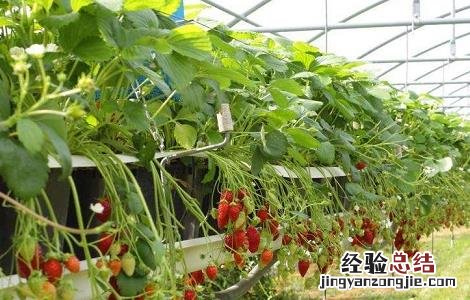 大棚草莓的种植技巧 大棚草莓的种植技巧与方法