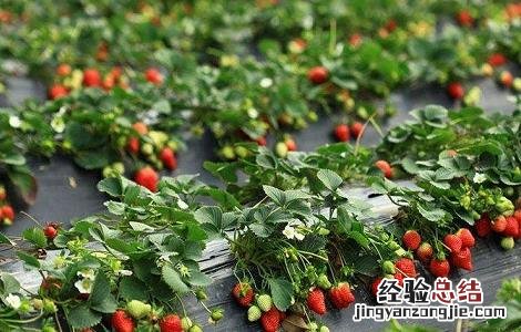 大棚草莓的种植技巧 大棚草莓的种植技巧与方法