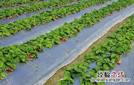 大棚草莓的种植技巧 大棚草莓的种植技巧与方法