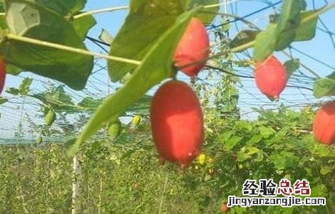 红果参果实 另类的水果之王——红参果