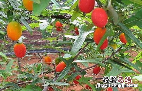 红果参果实 另类的水果之王——红参果