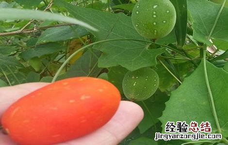 红果参果实 另类的水果之王——红参果