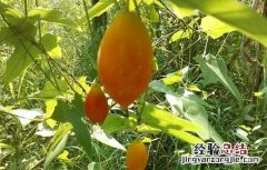 红果参果实 另类的水果之王——红参果