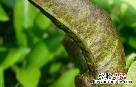 黑皮果的产生原因及预防措施 黑皮果的产生原因及预防措施视频