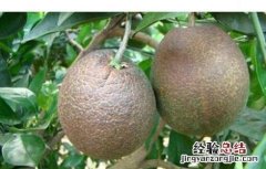 黑皮果的产生原因及预防措施 黑皮果的产生原因及预防措施视频