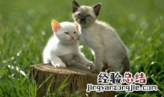 母猫不带猫的原因 母猫不带猫的原因分析