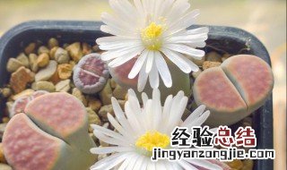 生石花播种季节 生石花播种季节表