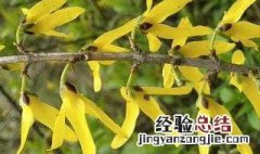 连翘树苗几年结果 连翘树几年开花结果