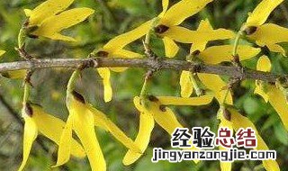 连翘树苗几年结果 连翘树几年开花结果