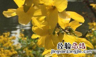 连翘寒性还是热性 连翘是热性还是凉性