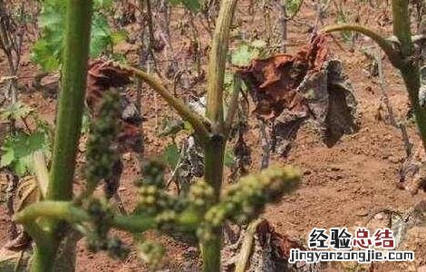 葡萄冻害怎么办 葡萄树冻害