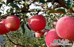 浅谈如何提高果树栽植成活率的措施 浅谈如何提高果树栽植成活率