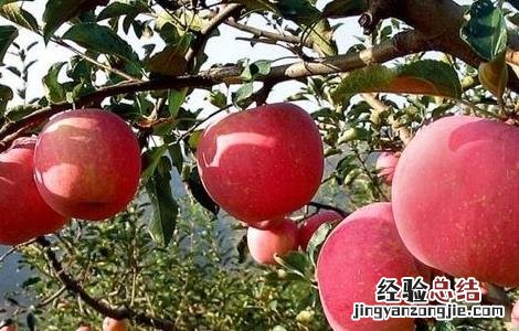 浅谈如何提高果树栽植成活率的措施 浅谈如何提高果树栽植成活率