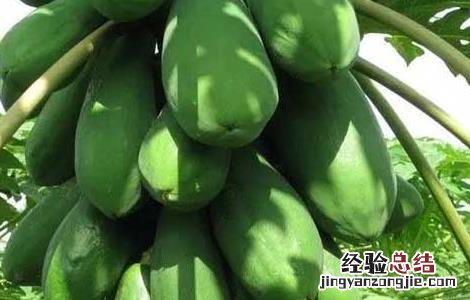 木瓜种子怎么种植 木瓜种子怎么种植盆栽