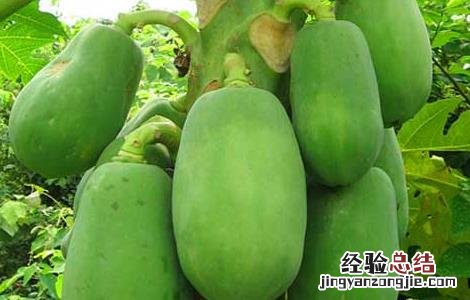 木瓜种子怎么种植 木瓜种子怎么种植盆栽