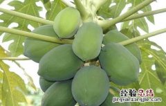 木瓜种子怎么种植 木瓜种子怎么种植盆栽