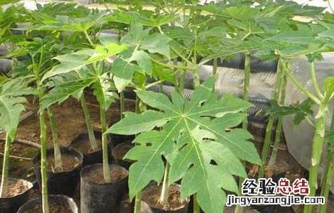木瓜种子怎么种植 木瓜种子怎么种植盆栽