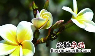 鸡蛋花好养活吗 鸡蛋花怎么养活