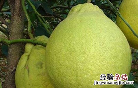 重庆沙田柚是哪里的特产 沙田柚是哪里的特产