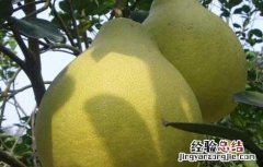 重庆沙田柚是哪里的特产 沙田柚是哪里的特产