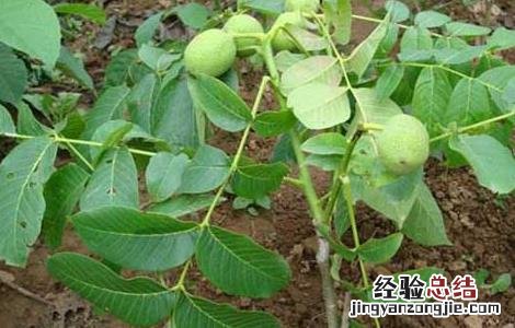 碧根果的树苗价格 碧根果树苗价格及种植方法