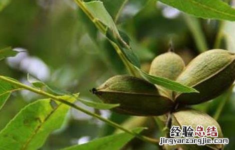 碧根果的树苗价格 碧根果树苗价格及种植方法