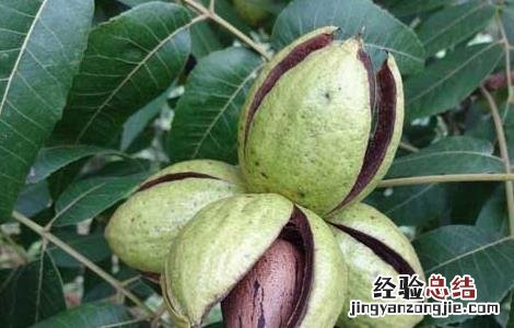 碧根果的树苗价格 碧根果树苗价格及种植方法