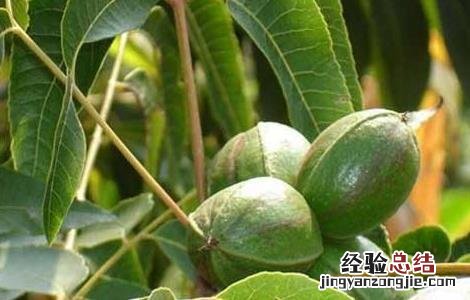 碧根果的树苗价格 碧根果树苗价格及种植方法