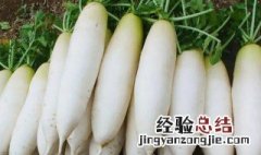 萝卜如何保存时间长 萝卜怎么保存时间最长