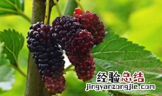 桑葚怎么保存才新鲜 新鲜桑葚怎么保存好