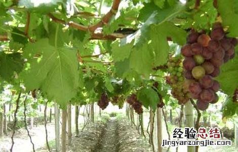 葡萄霜霉病怎么治才好 葡萄霜霉病怎么治才好得快