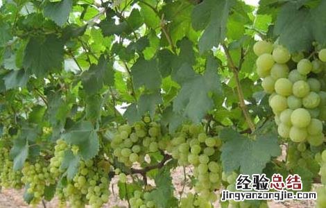 葡萄霜霉病怎么治才好 葡萄霜霉病怎么治才好得快
