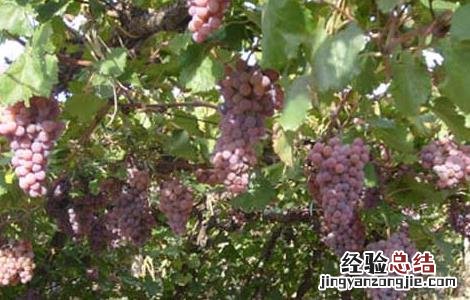 葡萄霜霉病怎么治才好 葡萄霜霉病怎么治才好得快