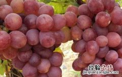 葡萄霜霉病怎么治才好 葡萄霜霉病怎么治才好得快