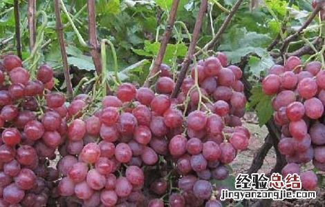 葡萄霜霉病怎么治才好 葡萄霜霉病怎么治才好得快