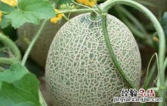 哈密瓜什么季节成熟常温下保存多久 哈密瓜什么季节成熟