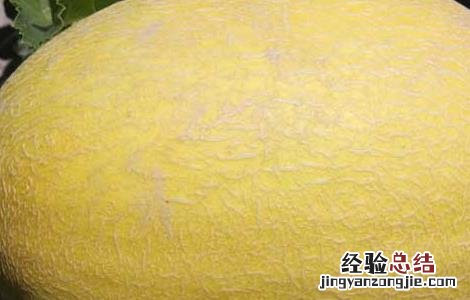 哈密瓜什么季节成熟常温下保存多久 哈密瓜什么季节成熟
