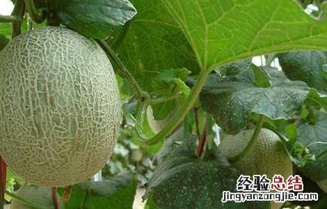 哈密瓜什么季节成熟常温下保存多久 哈密瓜什么季节成熟