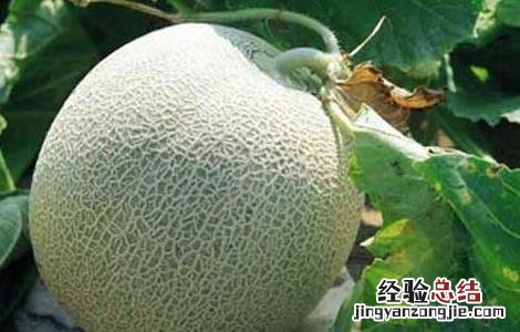 哈密瓜什么季节成熟常温下保存多久 哈密瓜什么季节成熟