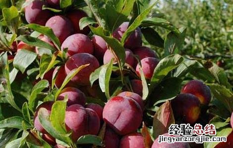 李子是酸性还是碱性食物 李子是酸性还是碱性