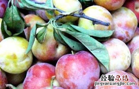 李子是酸性还是碱性食物 李子是酸性还是碱性