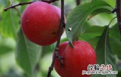 李子是酸性还是碱性食物 李子是酸性还是碱性