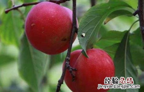 李子是酸性还是碱性食物 李子是酸性还是碱性