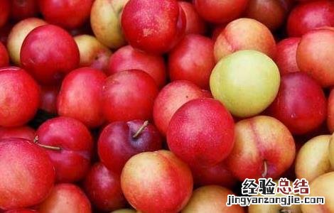 李子是酸性还是碱性食物 李子是酸性还是碱性