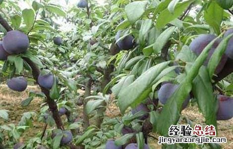 李子苗价格及种植方法 李子苗如何种植