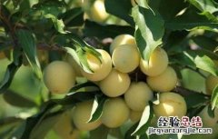 李子苗价格及种植方法 李子苗如何种植