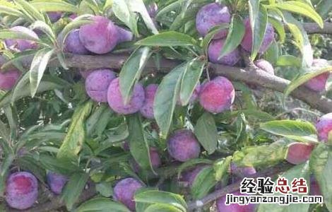 李子苗价格及种植方法 李子苗如何种植