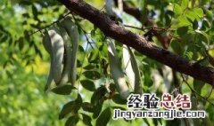 皂角树的功效与作用 皂角树的功效与作用及用量