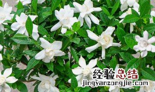 家庭种植栀子花忌讳 栀子花忌讳