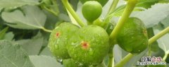 无花果能吃皮吗 无花果可以直接吃皮吗